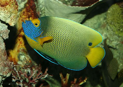 龍錦魚|新月錦魚:外形特徵,分布範圍,生存習性,品種簡介,飼養方法,注意事。